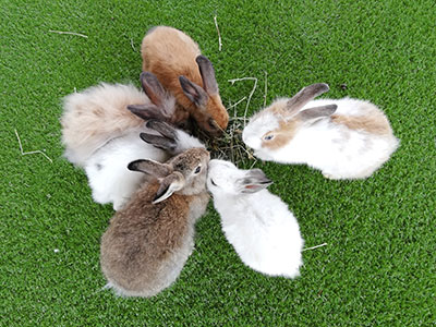 Rabbit Feeding
